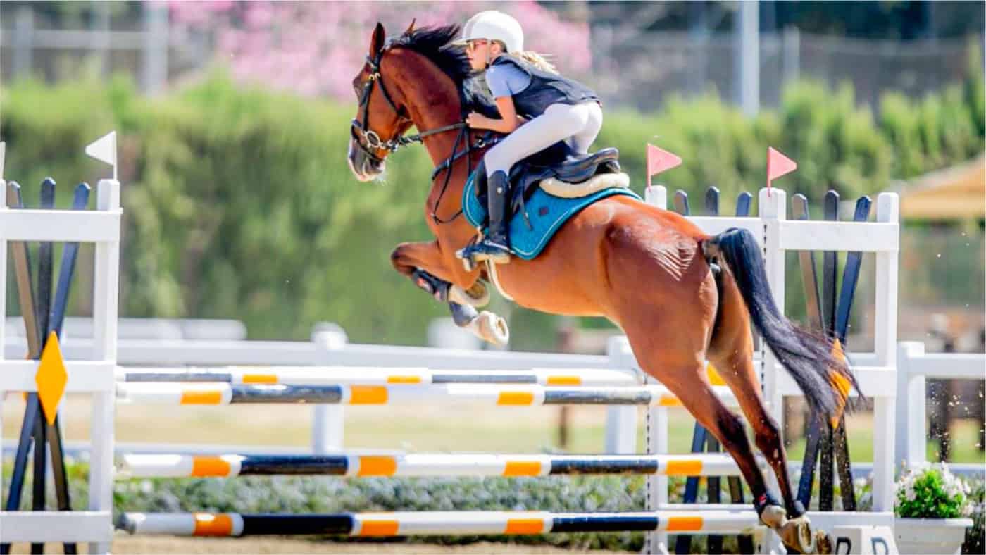 Stella - Show Jumping